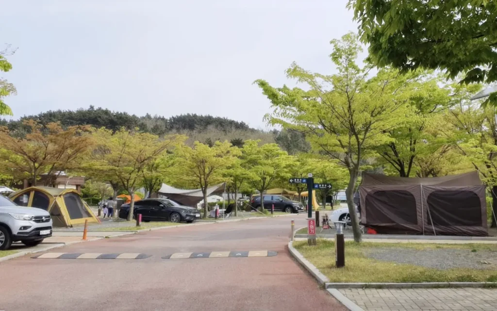 학암포 오토캠핑장의 피톤치드 가득한 나무 숲 사이트